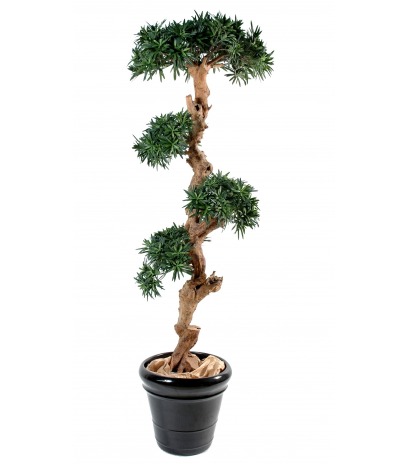 Podocarpus artificiel tronc noueux