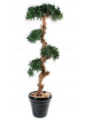 Podocarpus artificiel tronc noueux