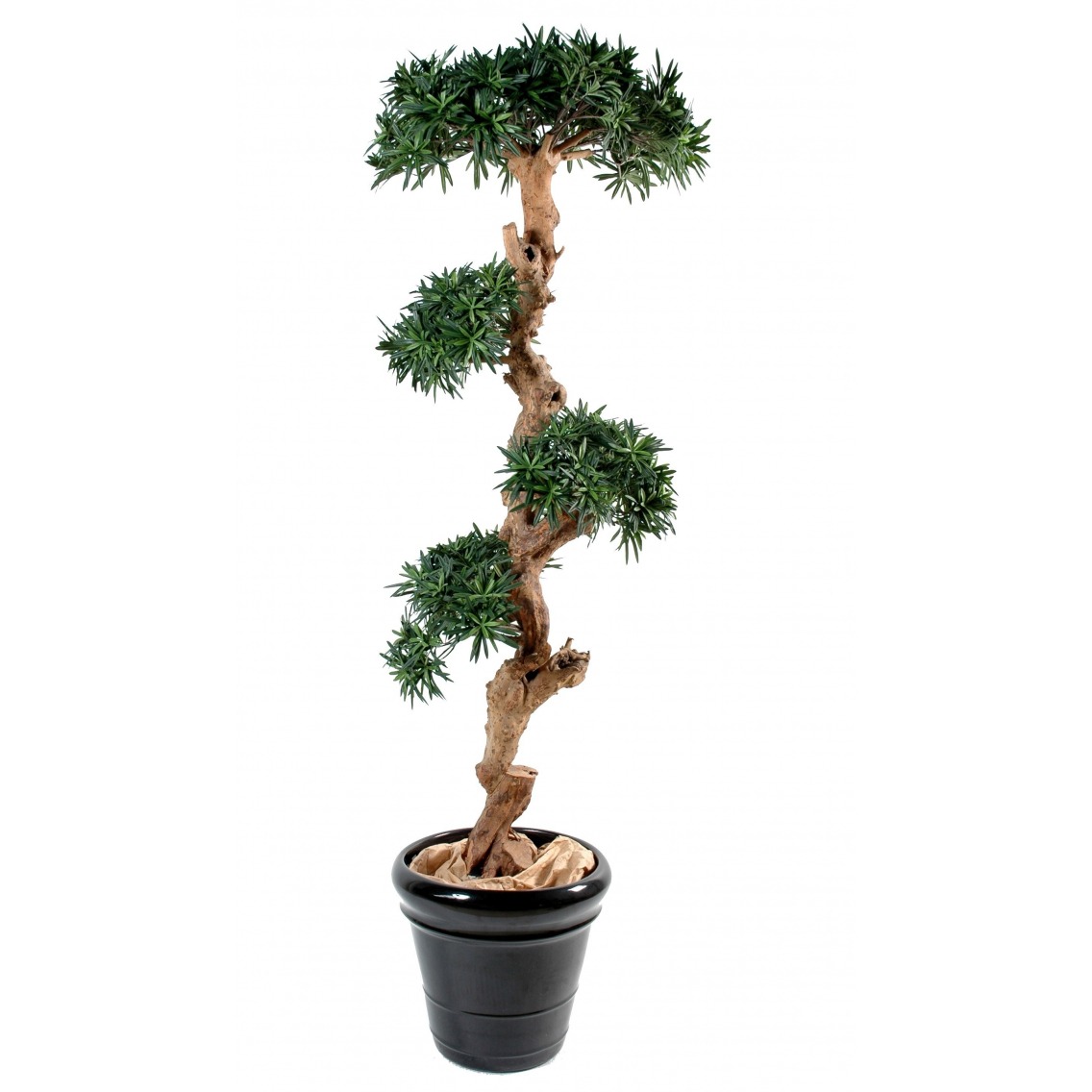Podocarpus artificiel tronc noueux