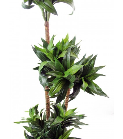 Dracaena artificiel compacta