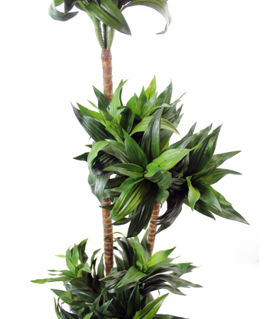 Dracaena artificiel compacta
