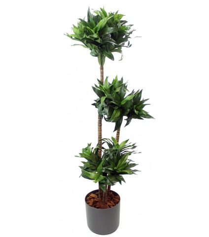 Dracaena artificiel compacta