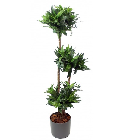 Dracaena artificiel compacta
