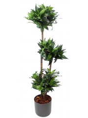 Dracaena artificiel compacta