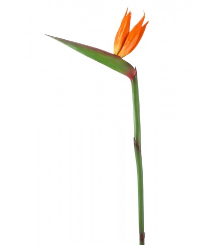 Tige de strelitzia artificielle fleurie
