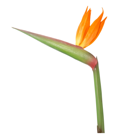 Tige de strelitzia artificielle fleurie