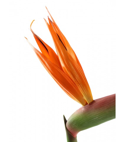 Tige de strelitzia artificielle fleurie