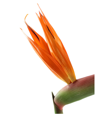 Tige de strelitzia artificielle fleurie