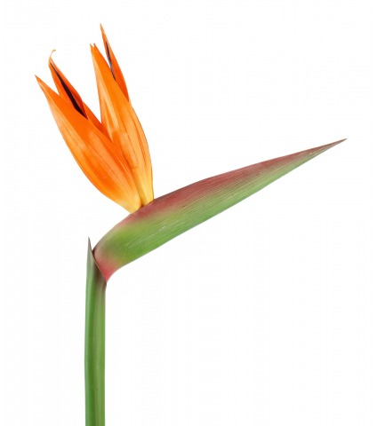 Tige de strelitzia artificielle fleurie