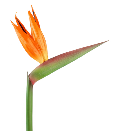 Tige de strelitzia artificielle fleurie