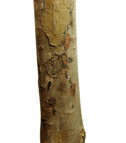 Grand ficus artificiel