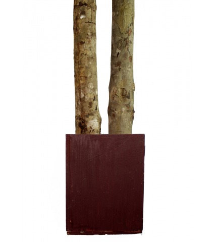 Grand ficus artificiel