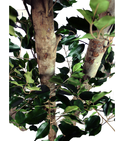 Grand ficus artificiel