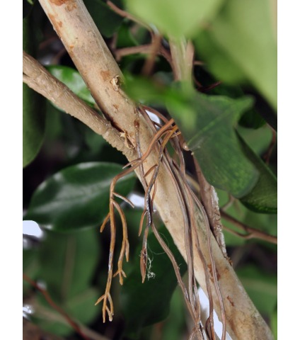 Grand ficus artificiel