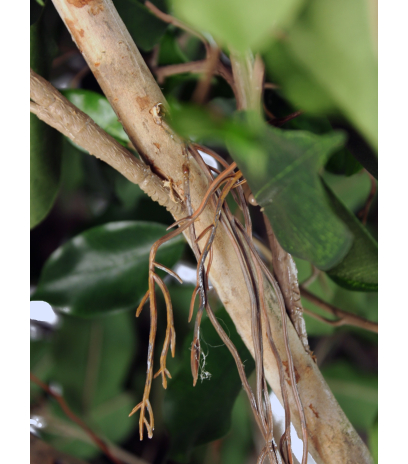 Grand ficus artificiel