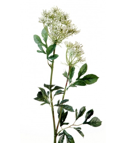 Ammi élevée artificielle