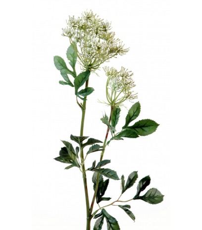 Ammi élevée artificielle