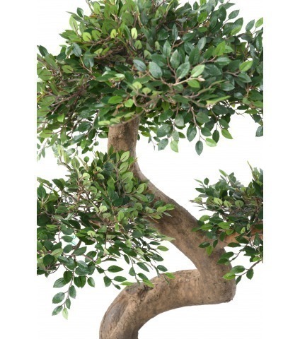 Bonsaï artificiel orme