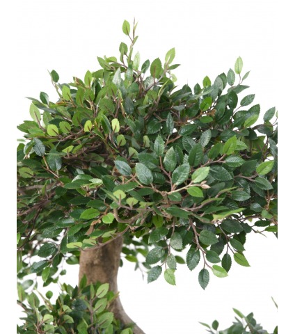 Bonsaï artificiel orme