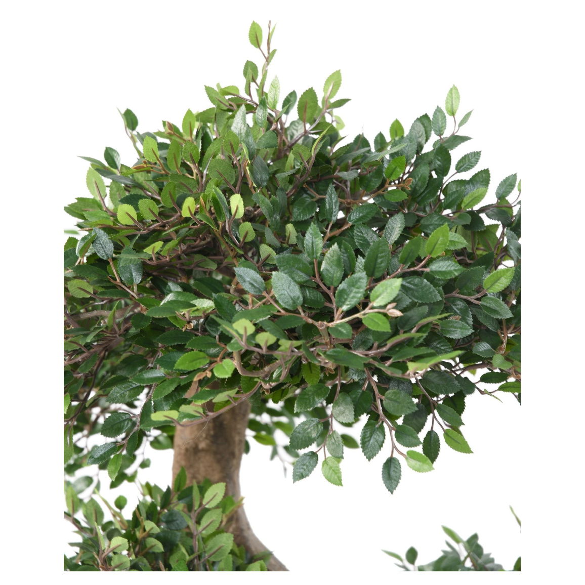 30 Graines Orme De Chine Bonsaï - Ulmus Pumila Mini Arbre Jardin Extérieur