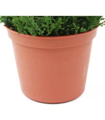 Pot