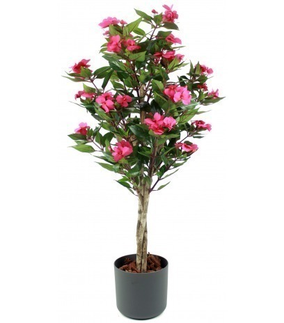 Impatiens des jardins
