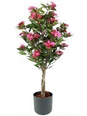 Impatiens des jardins