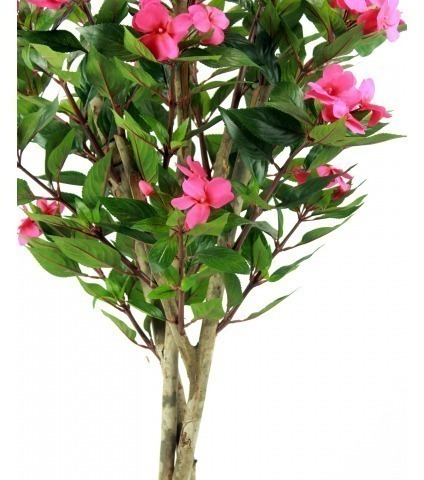 Impatiens des jardins