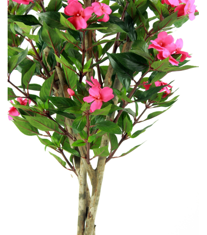 Impatiens des jardins