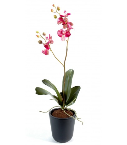 Phalaenopsis artificielle pousses