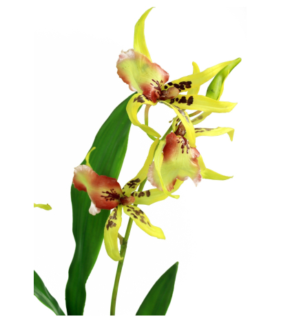 Cambria artificielle jaune