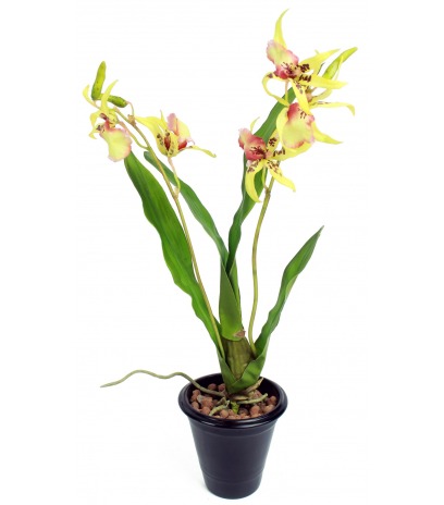 Cambria artificielle jaune