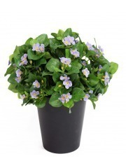 Violette artificielle