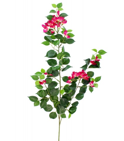 Tige de bougainvillée fleurie