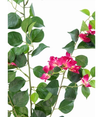 Tige de bougainvillée fleurie