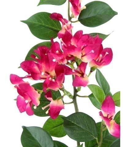 Tige de bougainvillée fleurie
