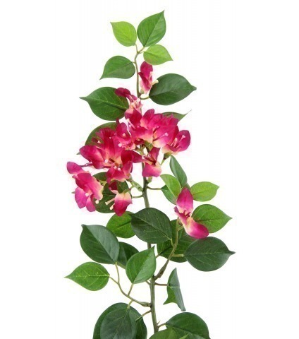 Tige de bougainvillée fleurie