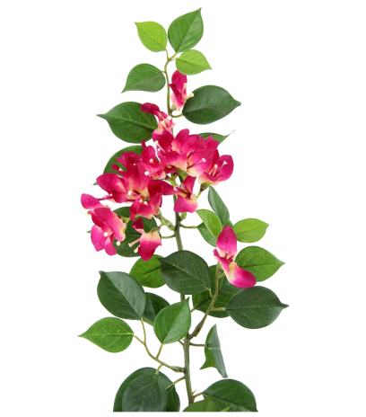 Tige de bougainvillée fleurie