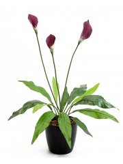 Arum maculatum artificiel