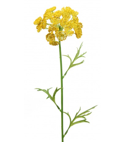 Daucus artificiel jaune