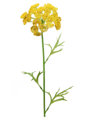 Daucus artificiel jaune