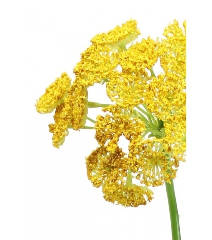 Daucus artificiel jaune