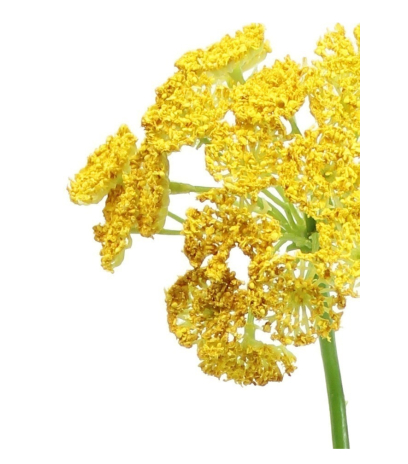 Daucus artificiel jaune