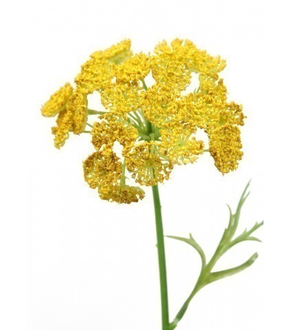 Daucus artificiel jaune