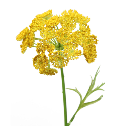 Daucus artificiel jaune