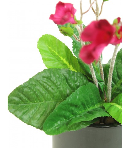 Streptocarpus artificiel