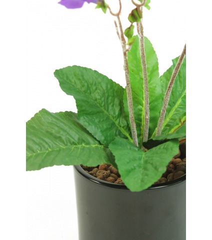 Primevère du cap artificielle