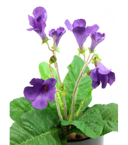 Primevère du cap artificielle