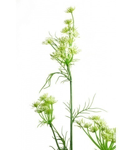 Daucus carota artificiel