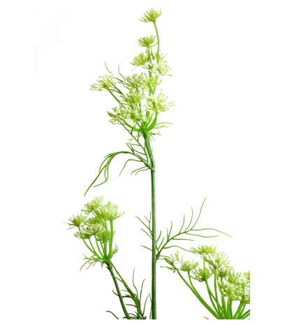 Daucus carota artificiel